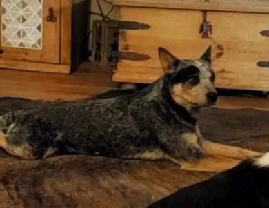 Hawkins The Real Slim Shady  Australian Cattle Dog