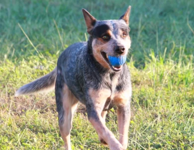 Hawkins The Real Slim Shady  Australian Cattle Dog