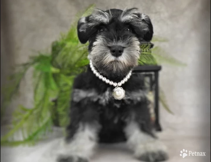 AKC Robin Miniature Schnauzer