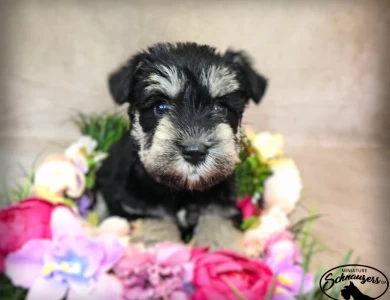 AKC Robin Miniature Schnauzer