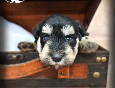 AKC Robin Miniature Schnauzer