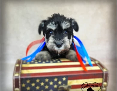 AKC Robin Miniature Schnauzer