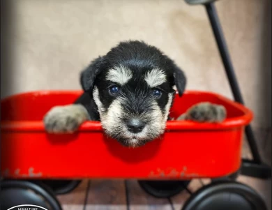 AKC Robin Miniature Schnauzer