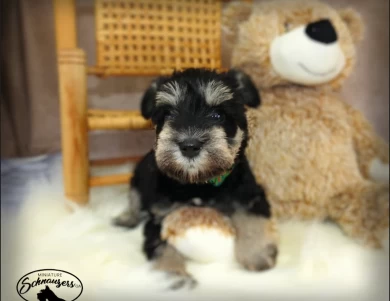 AKC Robin Miniature Schnauzer