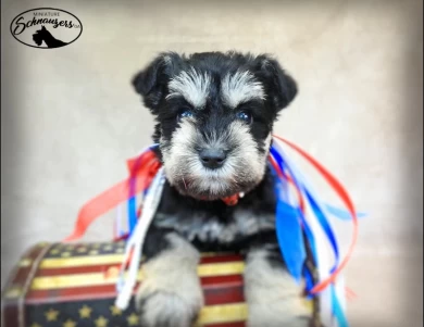 AKC Lin-Lin Miniature Schnauzer