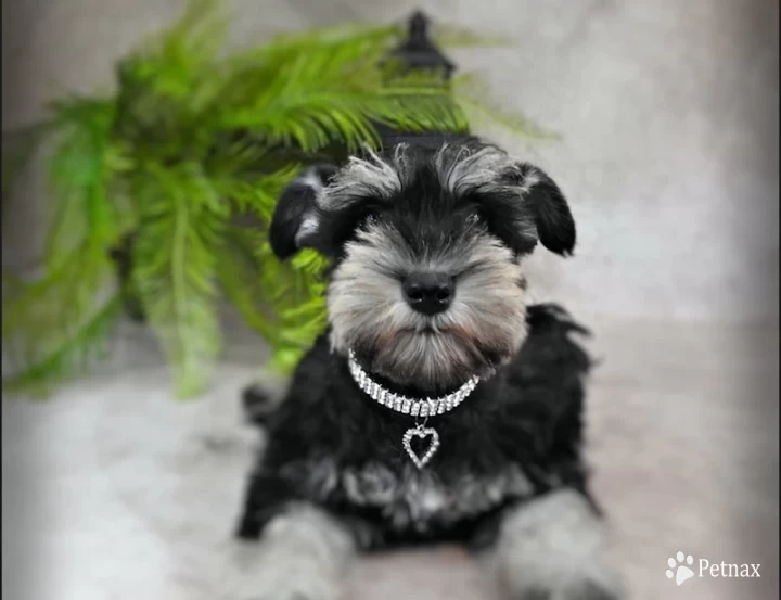 AKC Lin-Lin Miniature Schnauzer