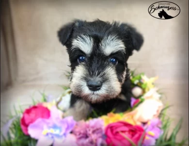 AKC Lin-Lin Miniature Schnauzer