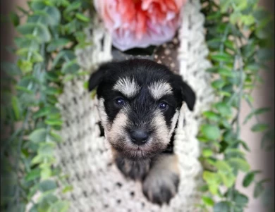 AKC Lin-Lin Miniature Schnauzer