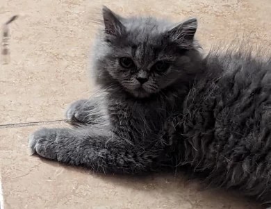 Blue Persian Kitten 