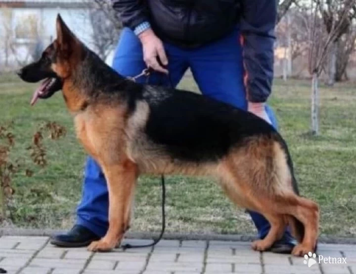 Venga Von Der Accent German Shepherd