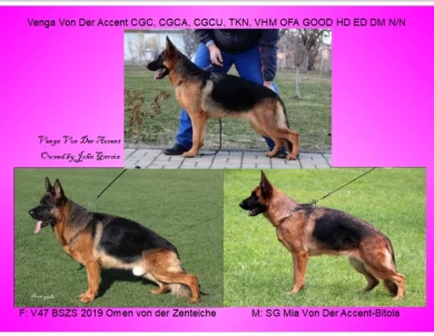 Venga Von Der Accent German Shepherd