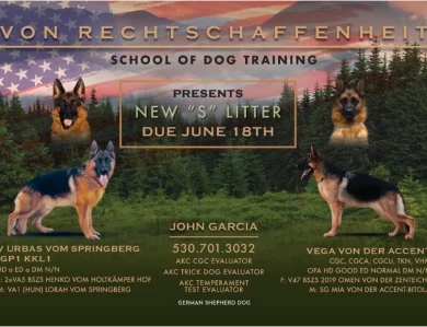 Venga Von Der Accent German Shepherd