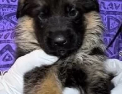 Female German Shepherd