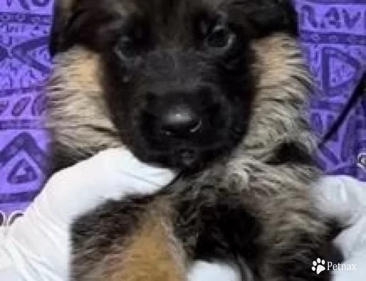 Female German Shepherd