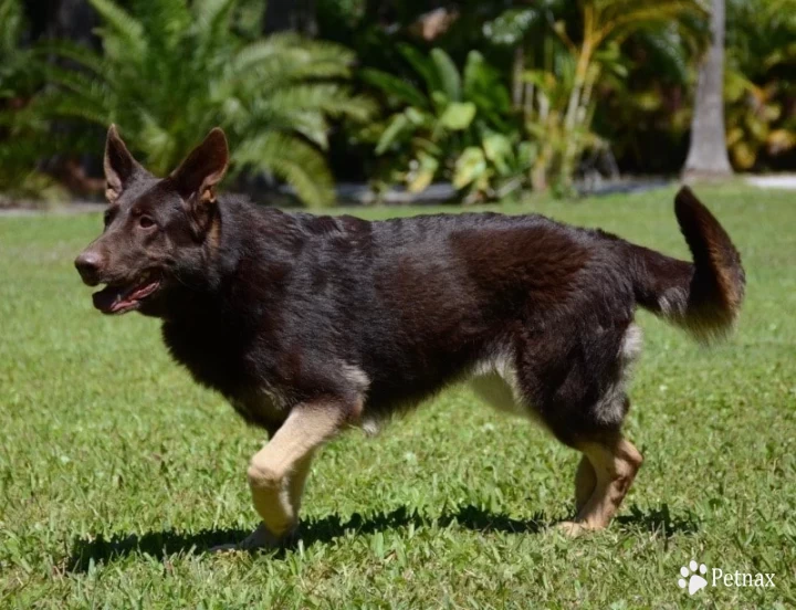 Gurneys Ruskin House Baby (Pooh Bear) German Shepherd