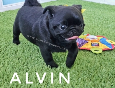 Alvin - Yellow Pug