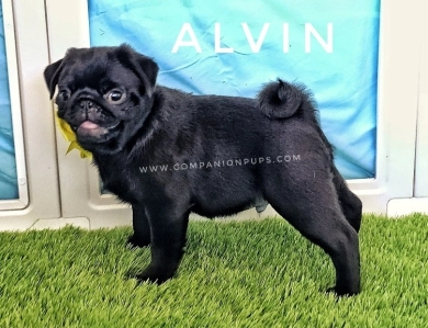 Alvin - Yellow Pug