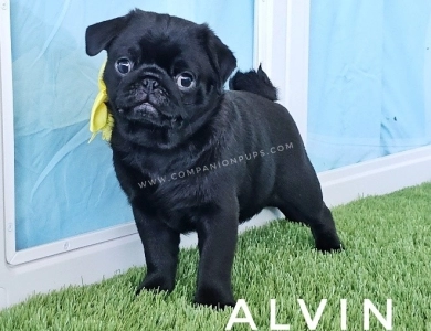 Alvin - Yellow Pug