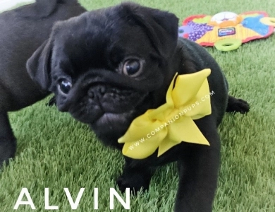 Alvin - Yellow Pug