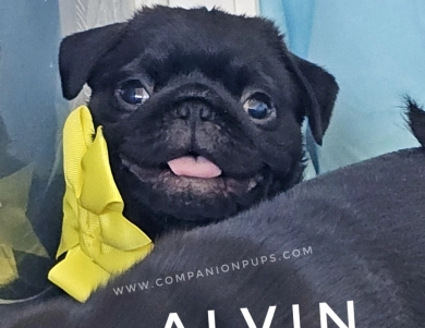 Alvin - Yellow Pug