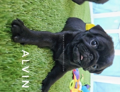 Alvin - Yellow Pug