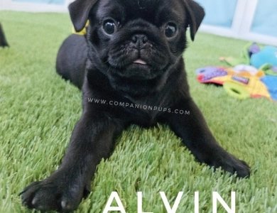 Alvin - Yellow Pug