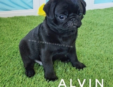 Alvin - Yellow Pug