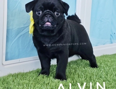 Alvin - Yellow Pug