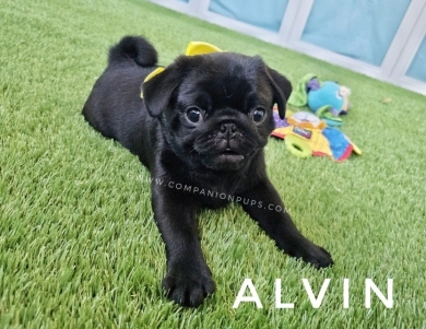 Alvin - Yellow Pug