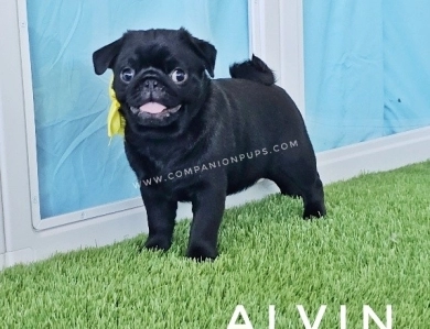 Alvin - Yellow Pug