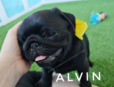 Alvin - Yellow Pug