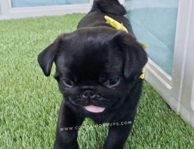 Alvin - Yellow Pug