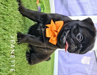 Jeanette - Pumpkin Bow Pug