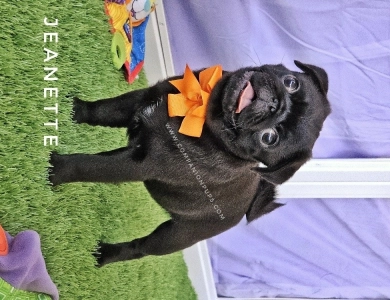 Jeanette - Pumpkin Bow Pug