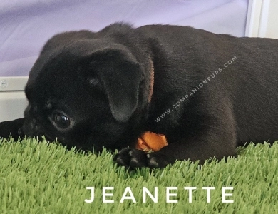 Jeanette - Pumpkin Bow Pug