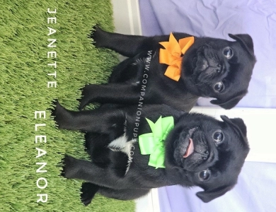 Jeanette - Pumpkin Bow Pug