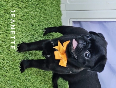 Jeanette - Pumpkin Bow Pug