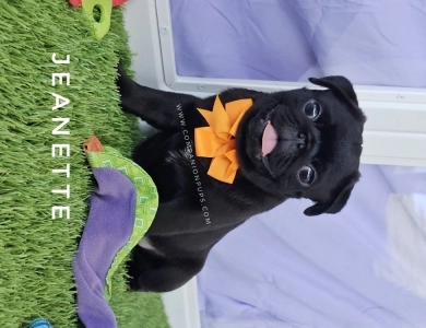 Jeanette - Pumpkin Bow Pug