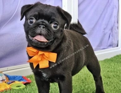 Jeanette - Pumpkin Bow Pug