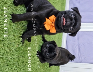 Jeanette - Pumpkin Bow Pug