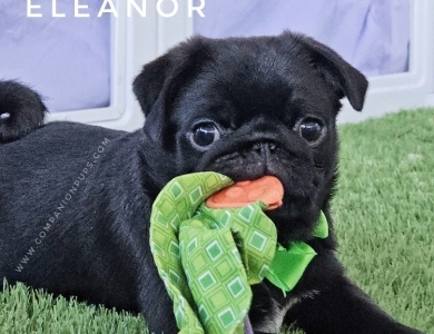 Eleanor -Mint Bow Pug