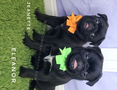 Eleanor -Mint Bow Pug