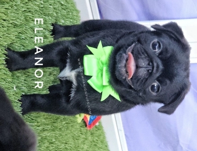 Eleanor -Mint Bow Pug