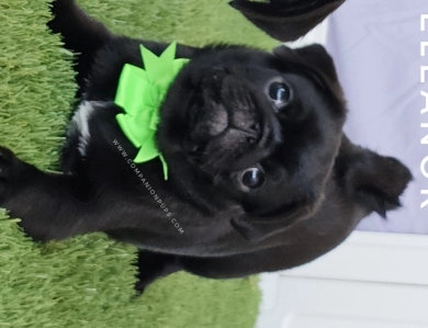 Eleanor -Mint Bow Pug