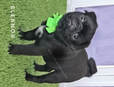 Eleanor -Mint Bow Pug