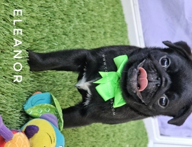 Eleanor -Mint Bow Pug