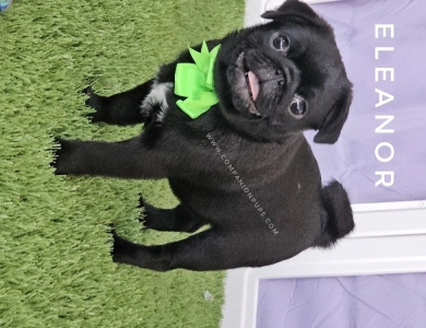 Eleanor -Mint Bow Pug