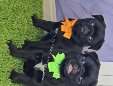 Eleanor -Mint Bow Pug