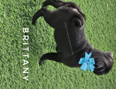 Brittany - Light Blue Est to be 12-13 pounds Pug