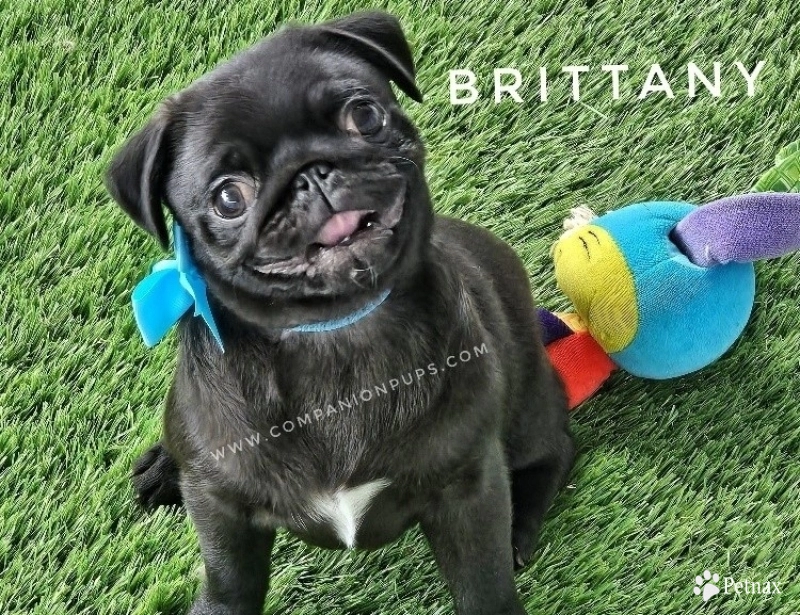 Brittany - Light Blue Est to be 12-13 pounds Pug